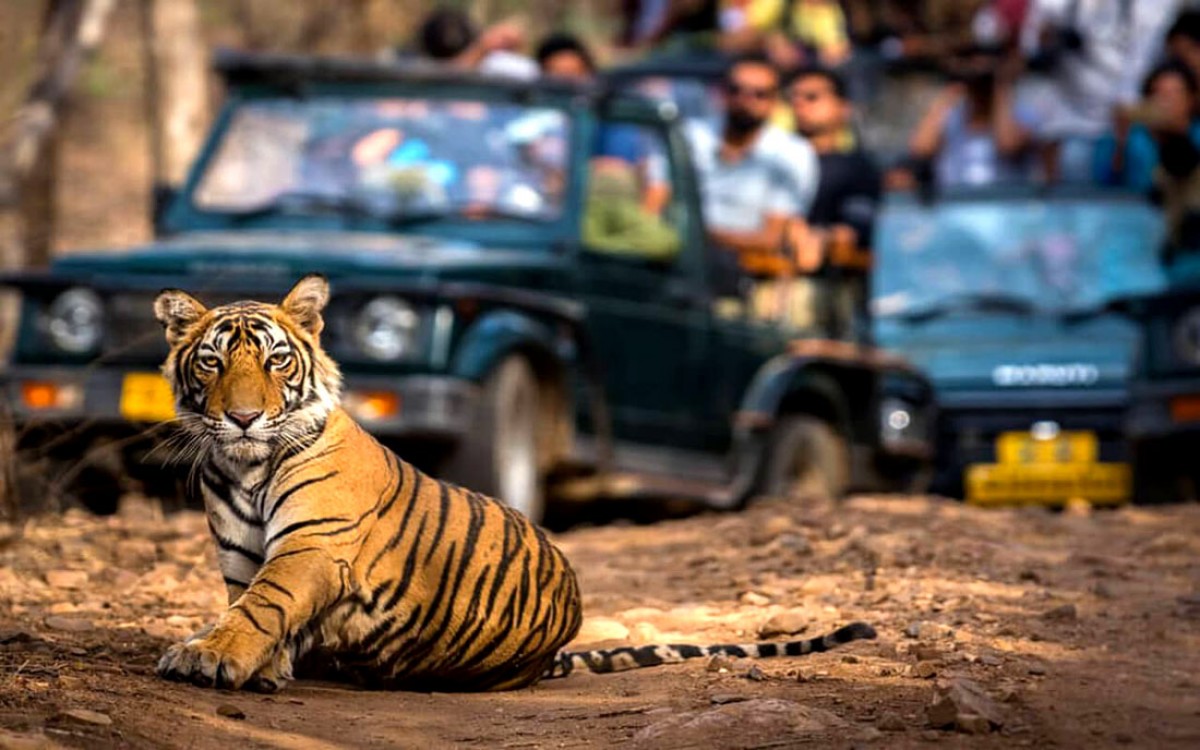 images/ranthambore safari booking.jpg